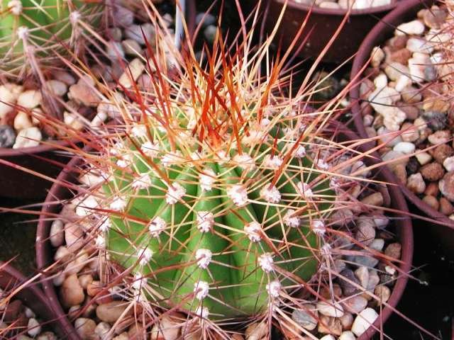 echinopsis_tarijensis